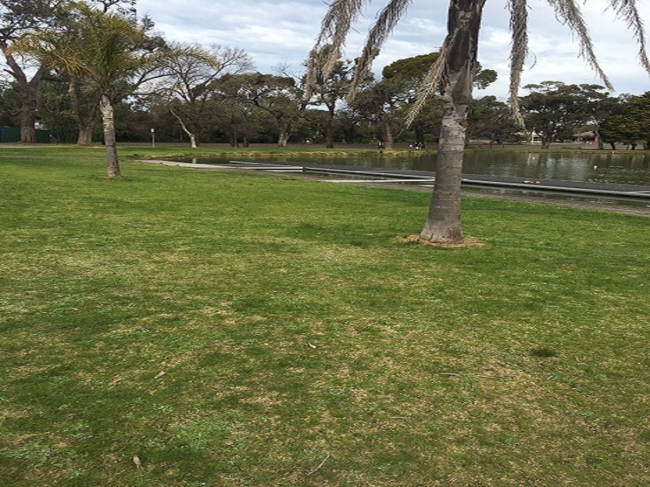 Rowing Precinct Lawns
