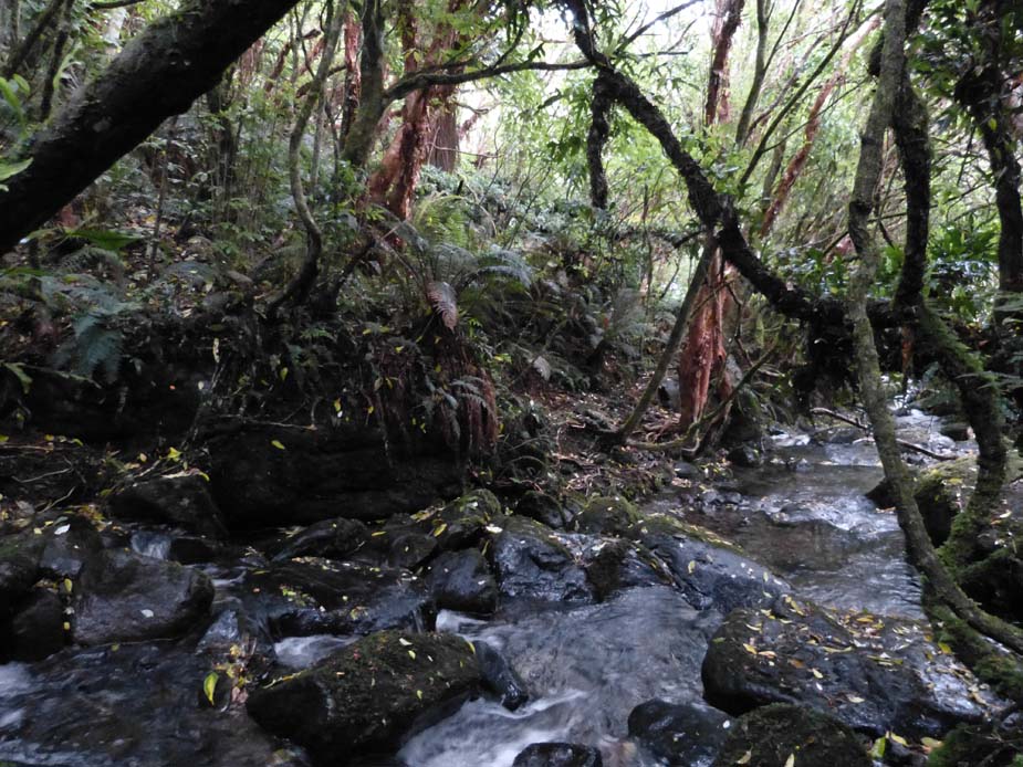 Nicols Creek 