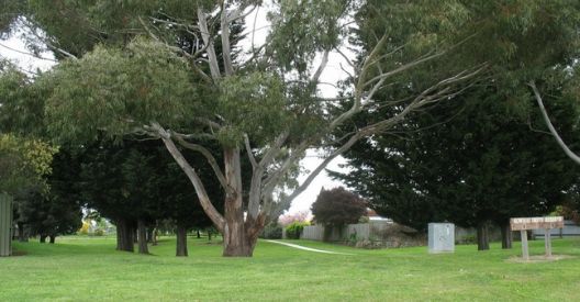 Kowhai Drive Reserve