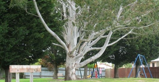Photo of Kowhai Drive Reserve