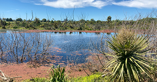 Photo of Grovetown Lagoon