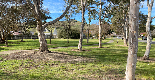 Photo of Faulkland Drive Reserve