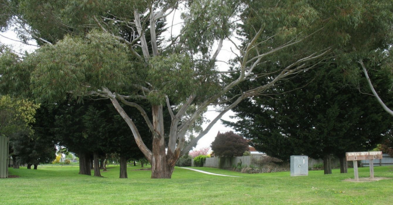 Kowhai Drive Reserve