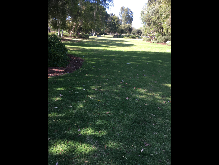 Neil McDougall Park