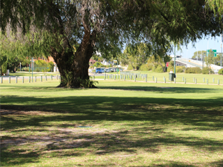 Olives Reserve
