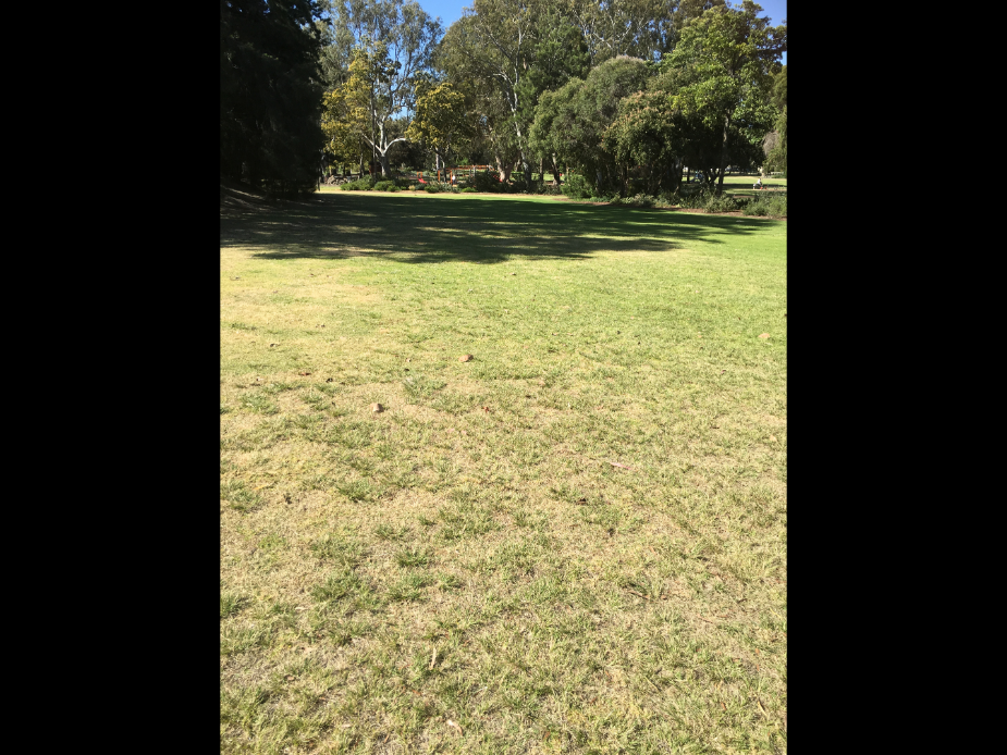 Neil McDougall Park