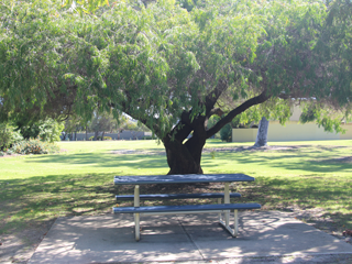 Olives Reserve