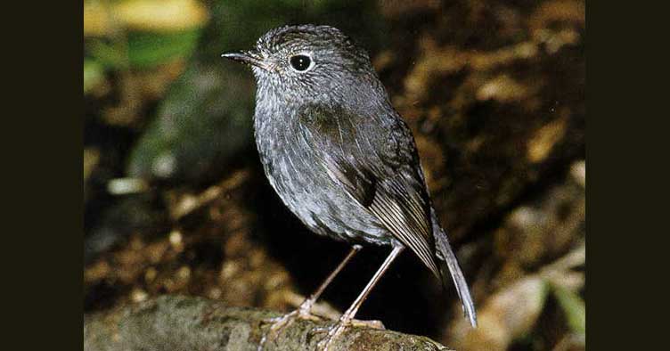 North Island Robin - Jim Barnett Reserve