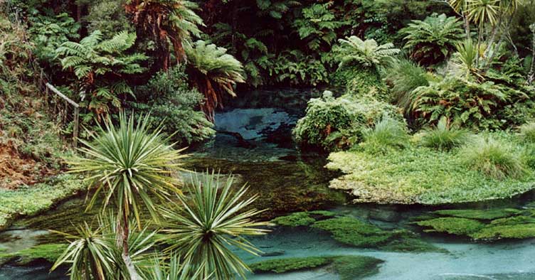 Te Waihou (Blue Spring)